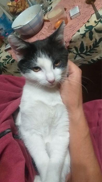 Котик 4 місяці в добрі руки