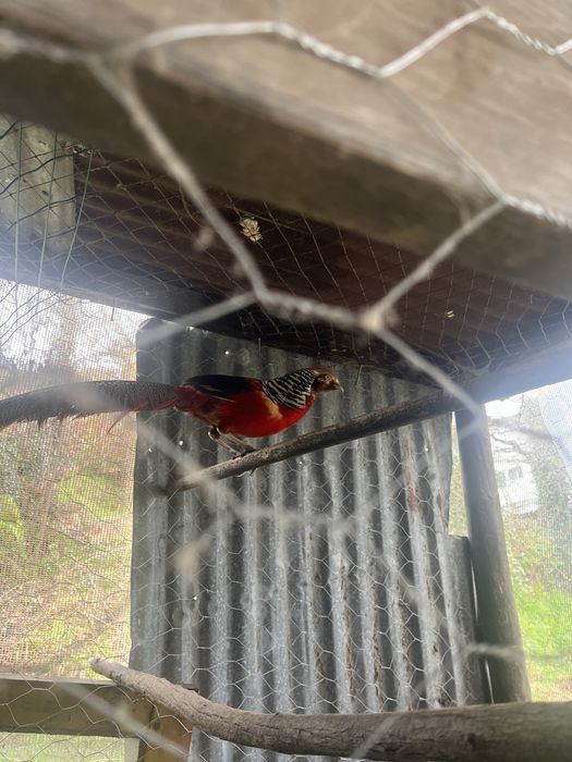 Vendo Faisão-dourado