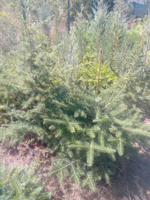 Пихта испанская, кавказская