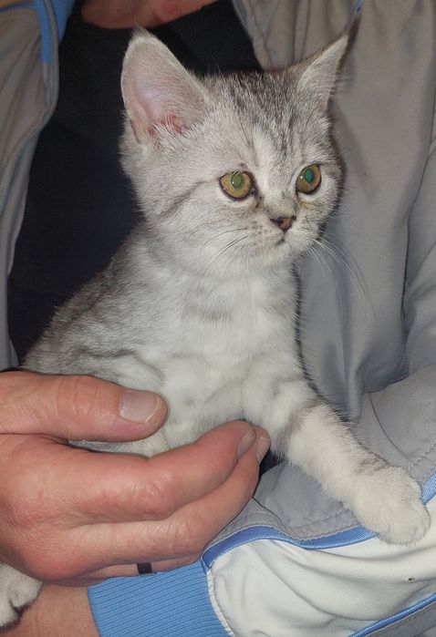 Скоттиш страйт котёнок. Девочка.