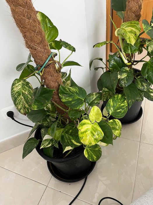 Oportunidade: Plantas Naturais de Interior , tamanho Grande!