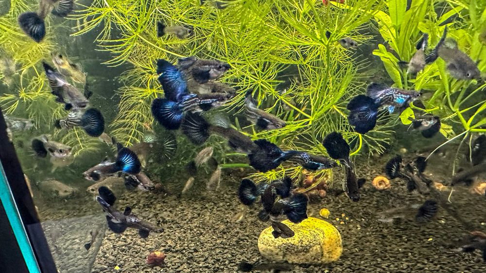 Gupik Blue Dragon Snakeskin Dumbo - Polskie - Piękne!