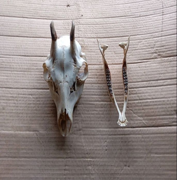 Продам череп косулі