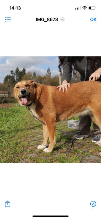 Dolly, porte grande, para adoção responsável