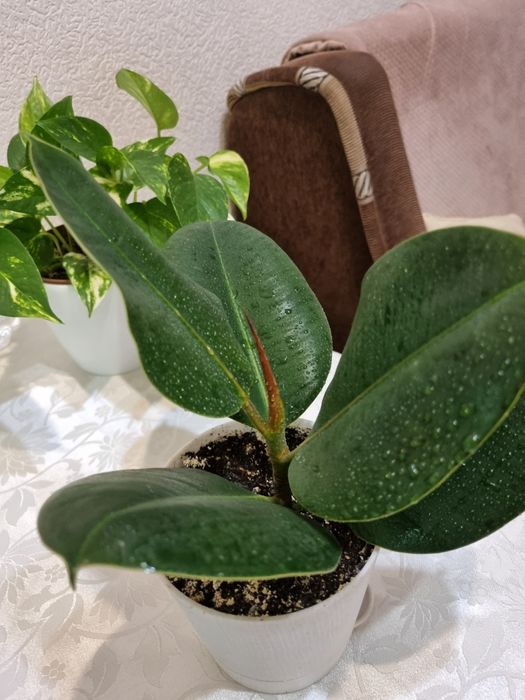 Фікус бенджаміна, качуконосний плющ,