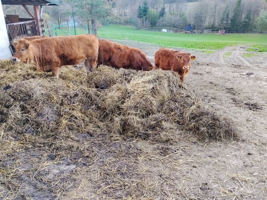 Sprzedam odsadki Limousine