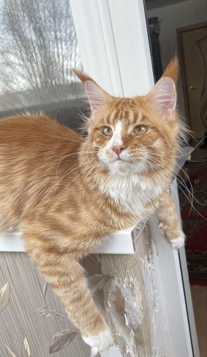 мейнкуны с документами.