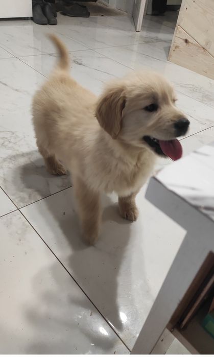 Golden retriever rodowodowy