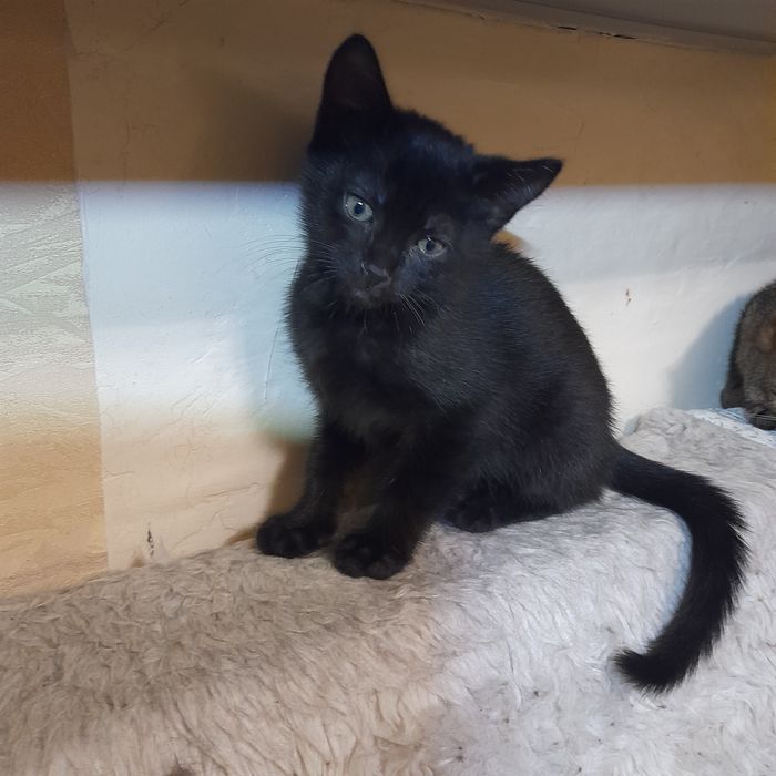 Домашні кошенята 2 місяці