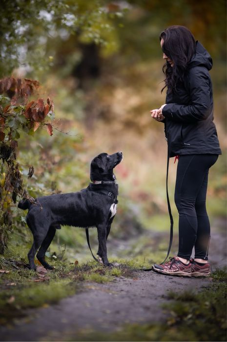 Młody, wesoły, wysportowany czarny pies w typie labradora do adopcji.