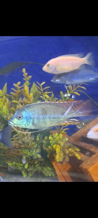 Pyszczak Otopharynx tetrastigma