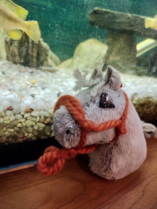 Hobby horse A9 z halterem