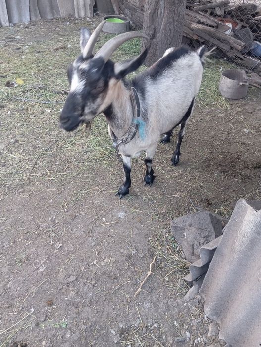Продам Козу Полтавську