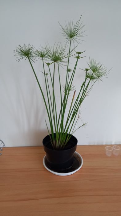 Sprzedam papirusy