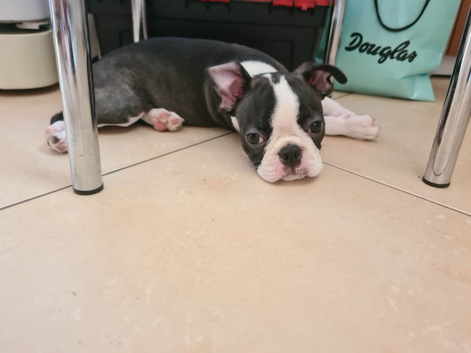 Suczka Boston Terrier