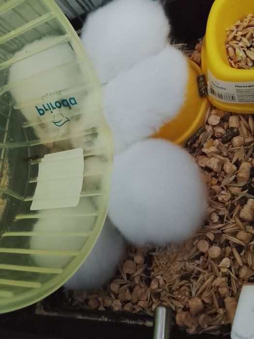 Продаються хомячки