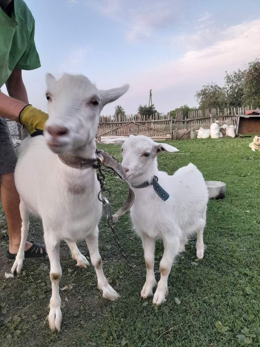 Продам козу та козеня