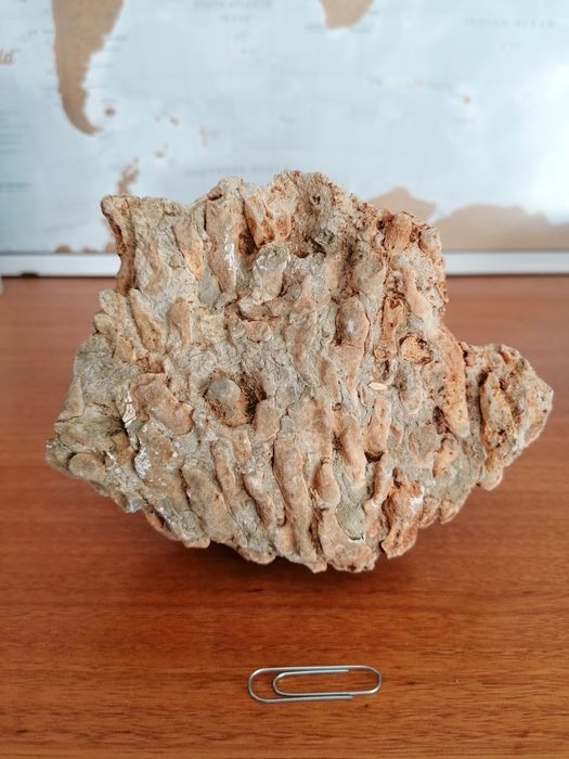 Vendo fóssil de coral marinho