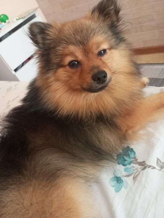 В'язка шпіца молодий принц