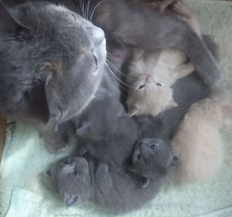 Котенки скотиш страйд {прямоухие} и {веслоухие} осталось две)))