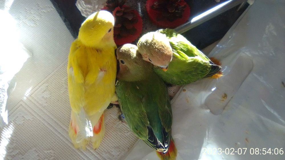 Agapornis domesticados