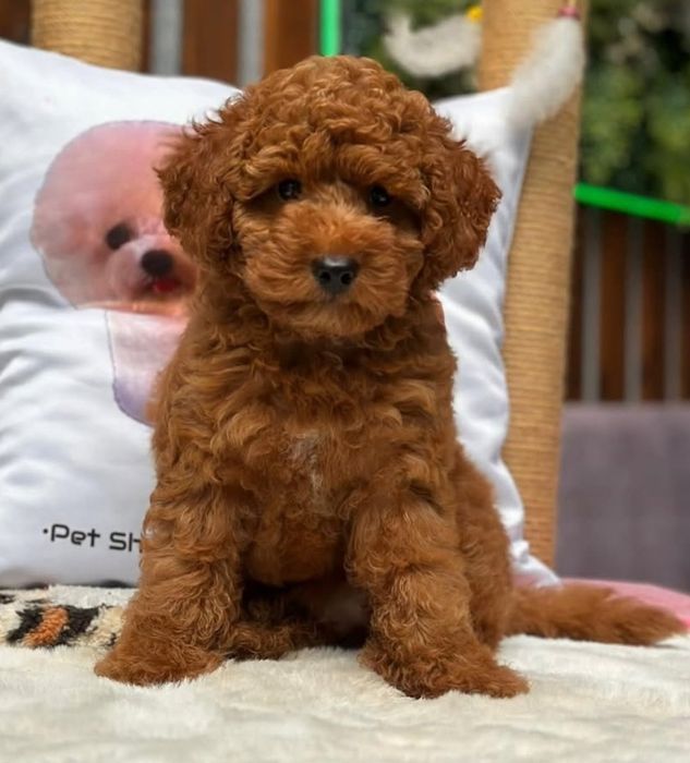 Шикарний хлопчик той пудель '