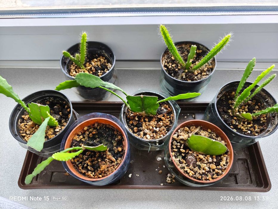 Sadzonki sukulent Epiphyllum Red rośliny doniczkowe