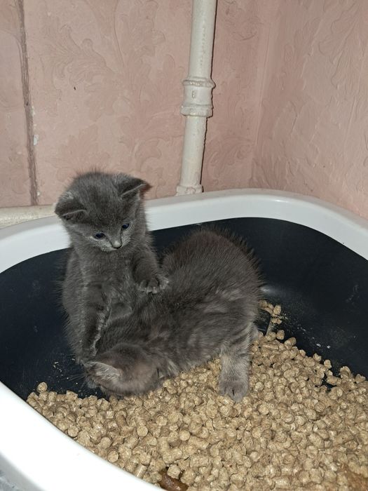 Віддам котят в добрі руки, кошенята