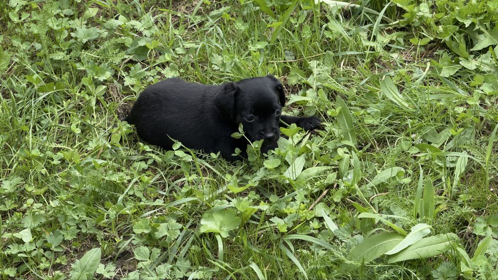 Щенята Той-терєр , хлопчики.