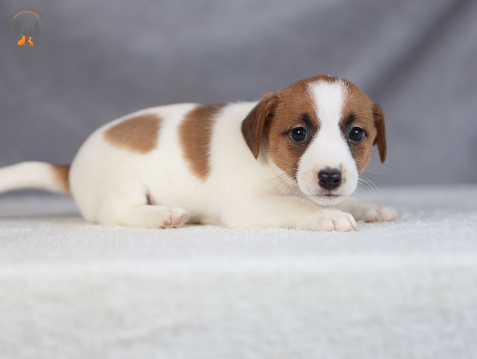 Jack Russell Terrier ZKwP FCI  w. krótki