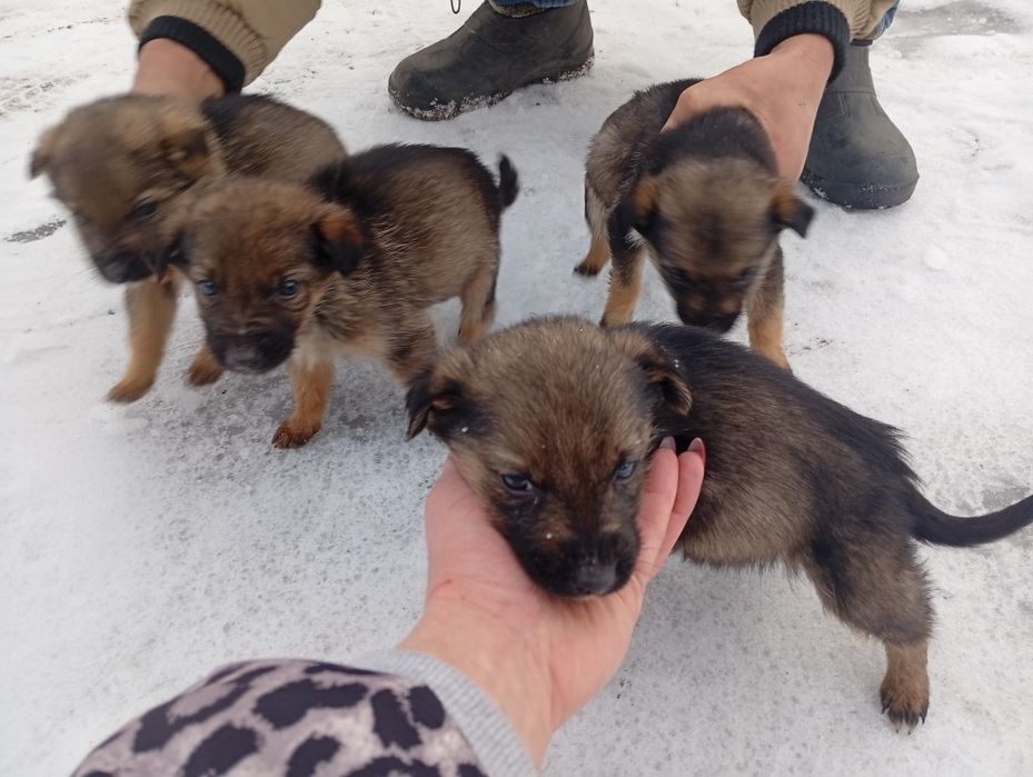 Віддам в добрі руки!