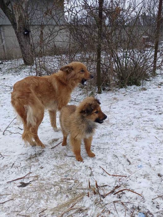 Милі цуценята (дівчата) в гарні руки.