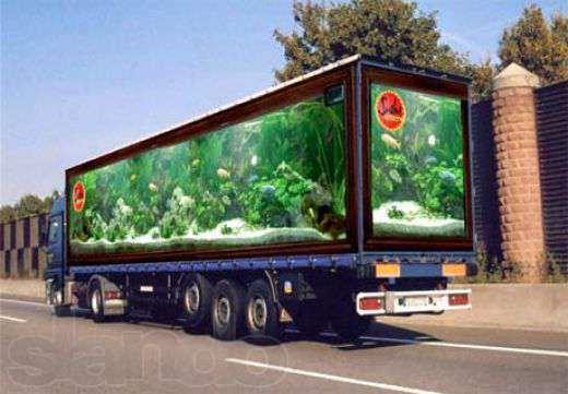 Продам аквариумных рыбок и не обычные аквариумы.