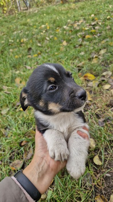 Віддам цуциків у добрі руки