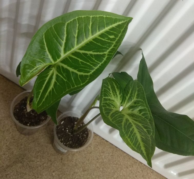 Продам Сингониум 17 сортів