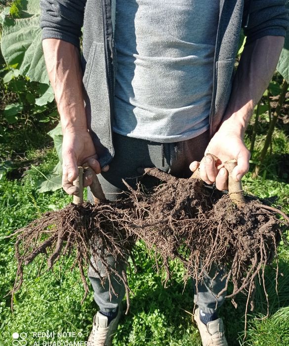 Павловнія Шан Тонг, Пао Тонг, Войлочна, корінь, коріння павловнії