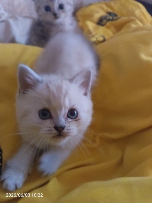 Шотландськие котята