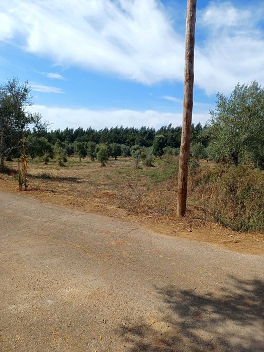 Terreno para construção: 1,2 ha Rego da Murta - Ferreira do Zêzere