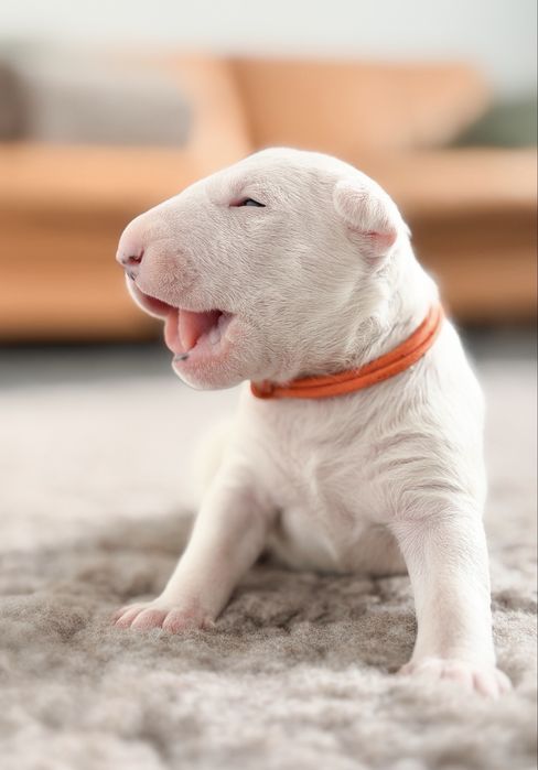 Bulterier Bullterrier ZKwP FCI