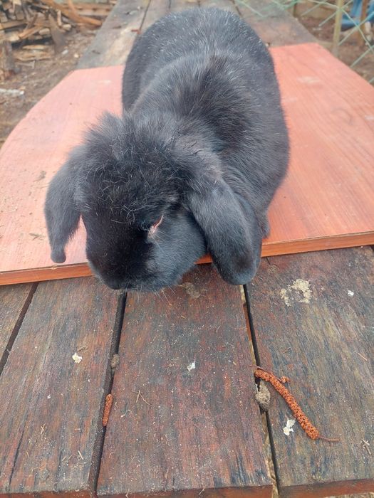 Królik Baran Francuski samica