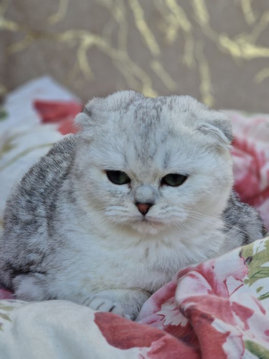 Kotka szkocka zwisłoucha srebrna pręgowana krótkowłosa