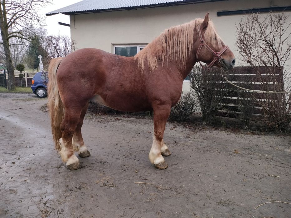 Ogier kasztan , konie, koń