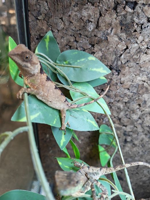 Agama górska lepidogaster promocja do końca czerwca