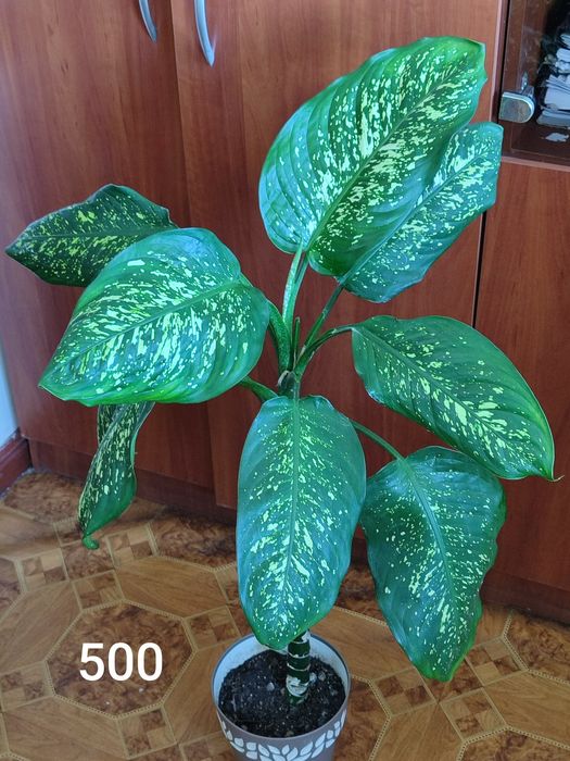 Вазони ціни на фото