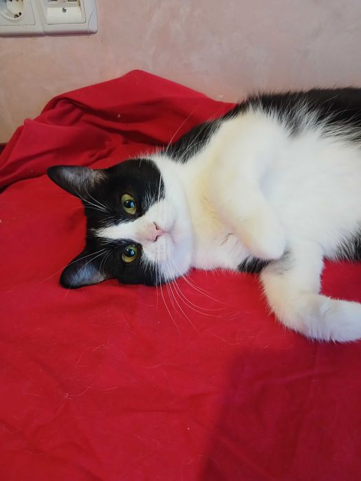 Ласковая черно-белая кошка, 2 года, стерилизована