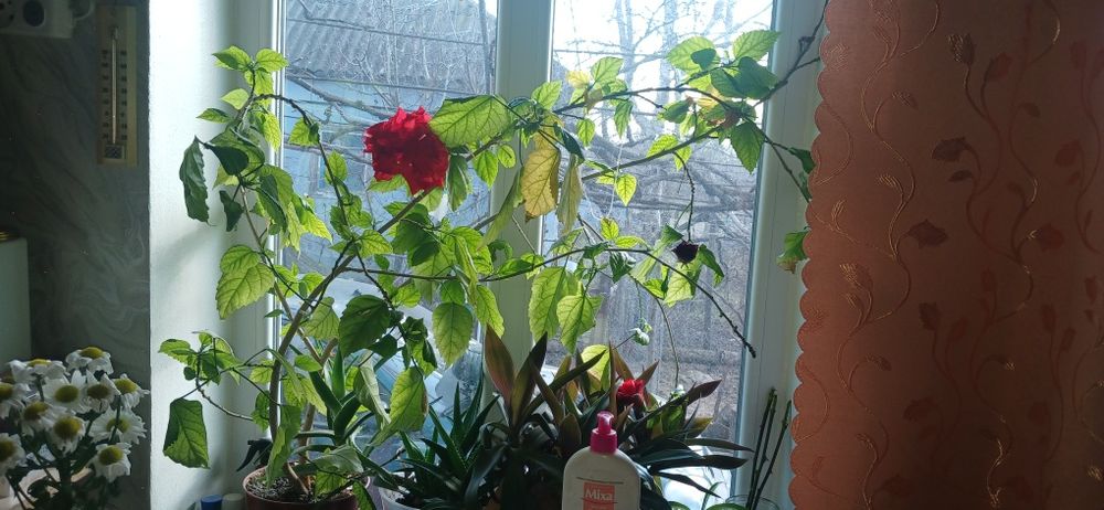 Китайская роза комнатная