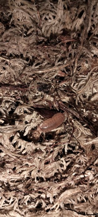 Terrário/ Colônia de Isopods ( Porcelio Laevies "Orange" )