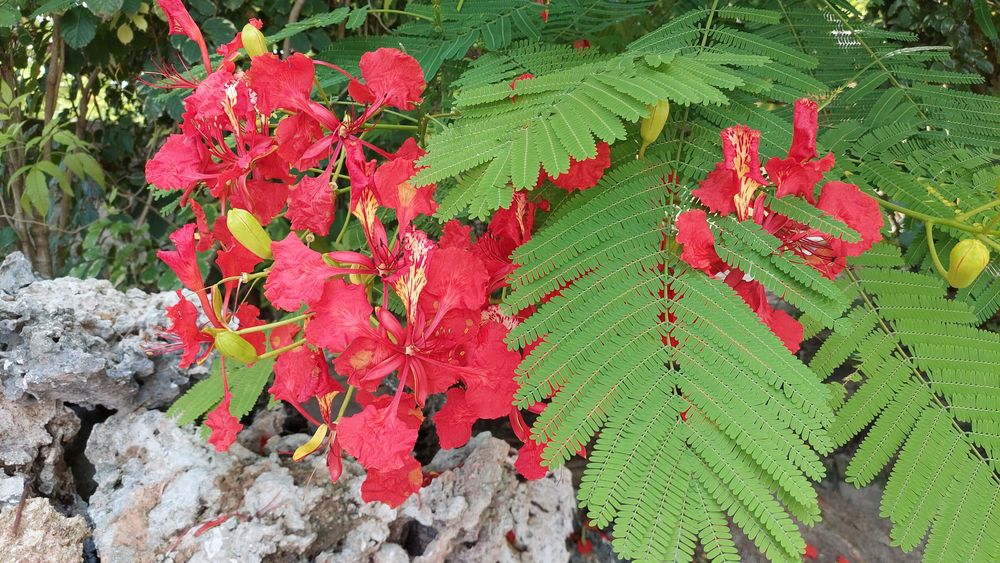 10 nasion Płomień Afryki, Delonix Regia