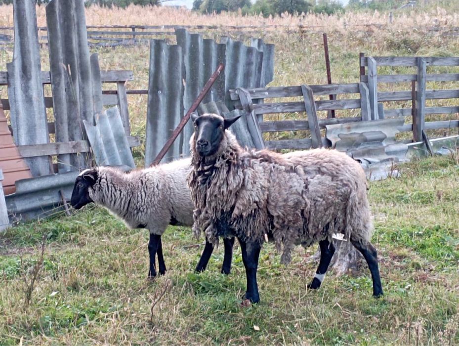 Бараны на развод Зитьки