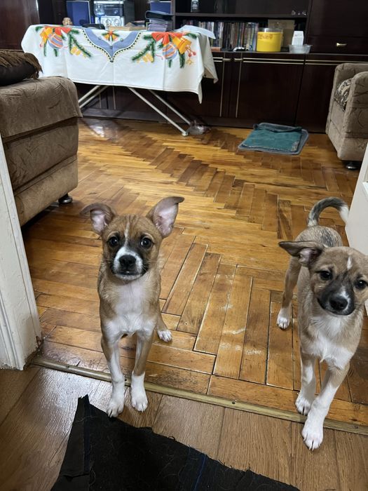 Собаки метис папильон и тойтерьер